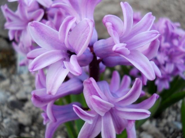 Name:  DSCN9876.jpg
Views: 1992
Size:  36.6 KB