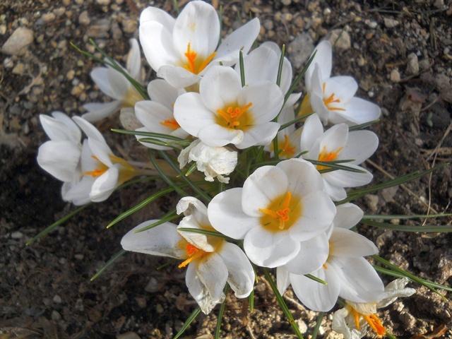 Name:  DSCN9884.JPG
Views: 1981
Size:  55.7 KB