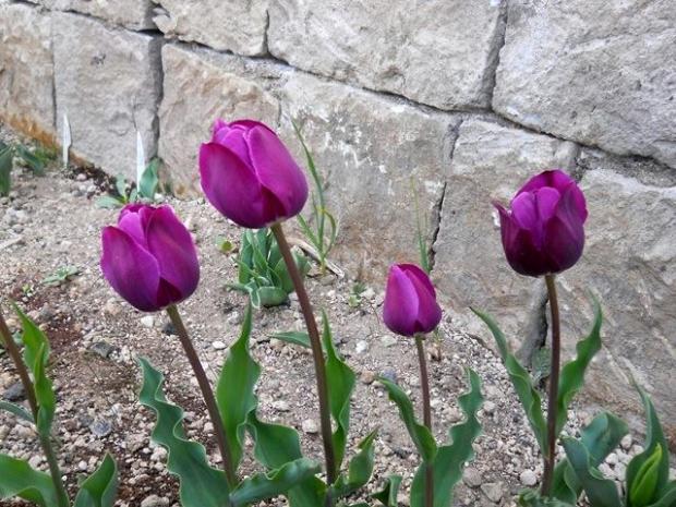 Name:  DSCN9904.jpg
Views: 1981
Size:  70.5 KB