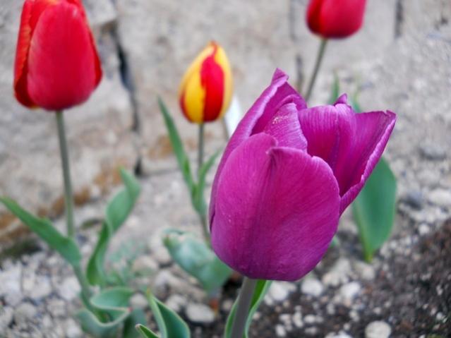 Name:  DSCN9907.jpg
Views: 1931
Size:  34.4 KB