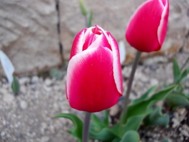 Name:  DSCN9909.jpg
Views: 1205
Size:  29.7 KB