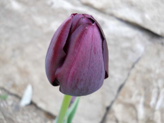 Name:  DSCN9913.JPG
Views: 1242
Size:  64.3 KB