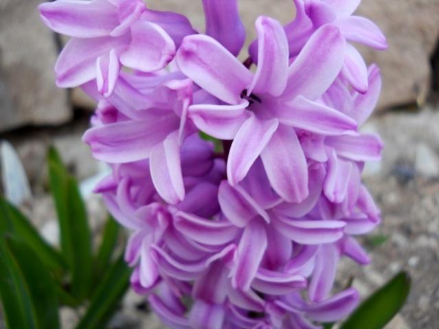 Name:  DSCN9922.jpg
Views: 1187
Size:  35.3 KB