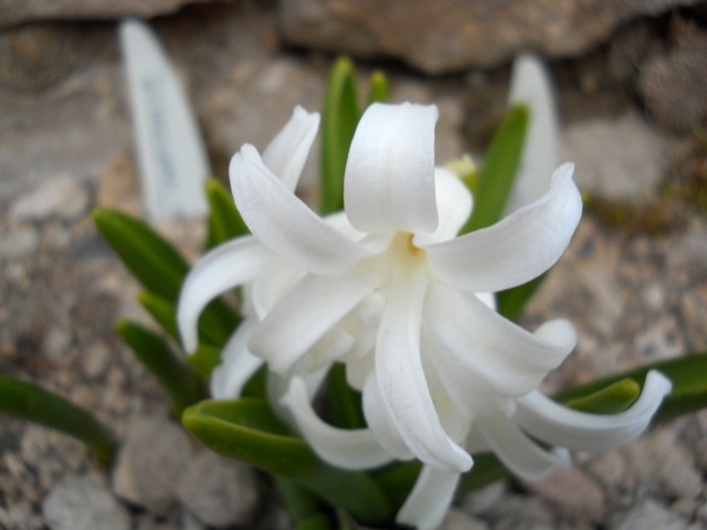 Name:  DSCN9921.JPG
Views: 1249
Size:  67.9 KB