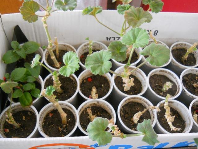 Name:  DSCN9964.jpg
Views: 1228
Size:  54.6 KB