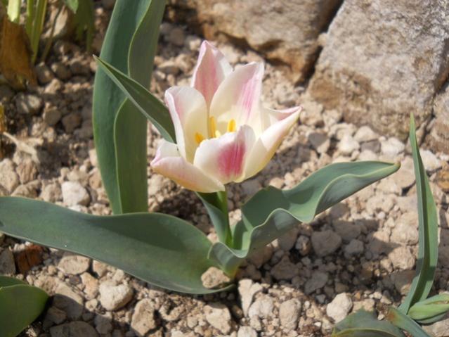 Name:  DSCN9965.jpg
Views: 1124
Size:  49.4 KB