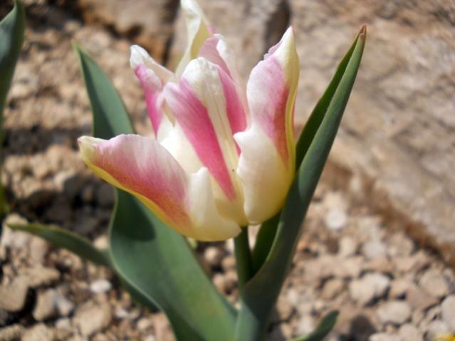 Name:  DSCN9966.jpg
Views: 1109
Size:  35.2 KB