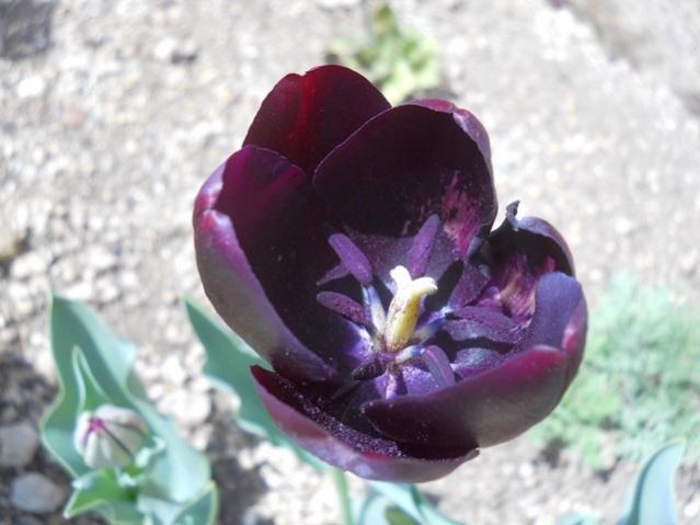 Name:  DSCN9979.jpg
Views: 1079
Size:  36.4 KB