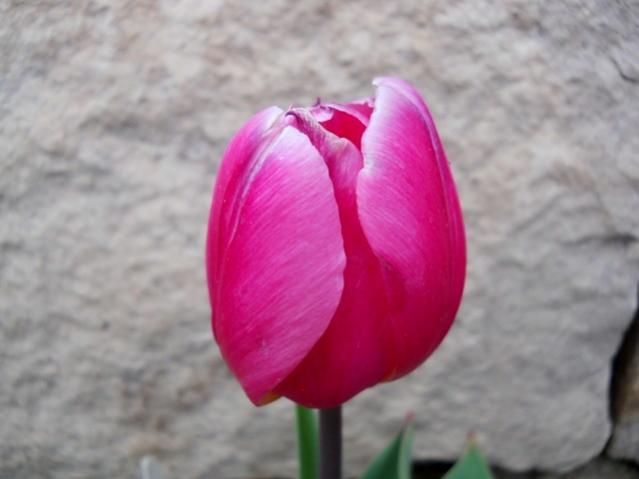Name:  DSCN0033.jpg
Views: 1028
Size:  27.7 KB