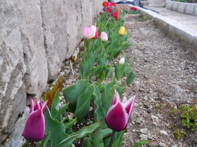 Name:  DSCN0017.jpg
Views: 1047
Size:  61.8 KB