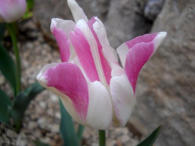 Name:  DSCN0039.jpg
Views: 1036
Size:  27.7 KB