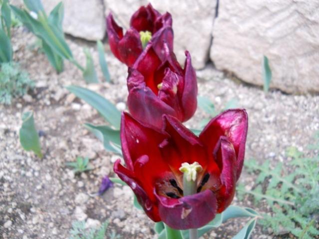 Name:  DSCN0050.jpg
Views: 1038
Size:  44.7 KB