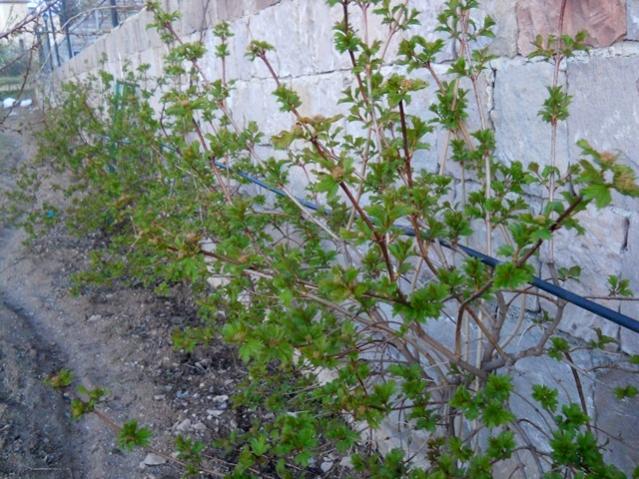 Name:  DSCN0092.jpg
Views: 933
Size:  68.5 KB