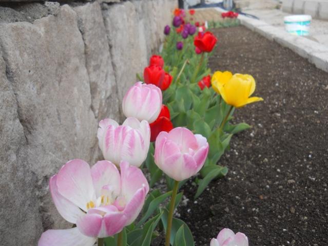 Name:  DSCN0138.jpg
Views: 896
Size:  45.4 KB