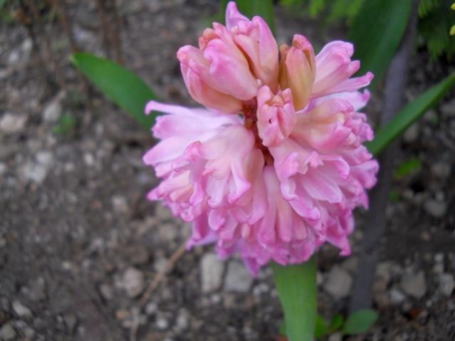 Name:  DSCN0149.jpg
Views: 842
Size:  32.8 KB