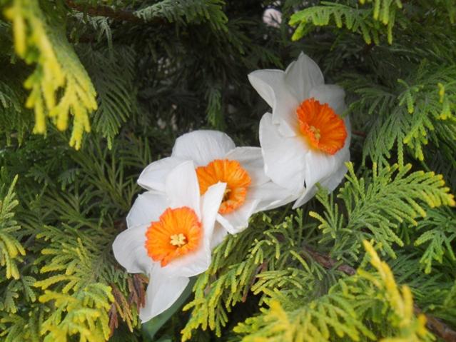 Name:  DSCN0153.jpg
Views: 868
Size:  55.9 KB