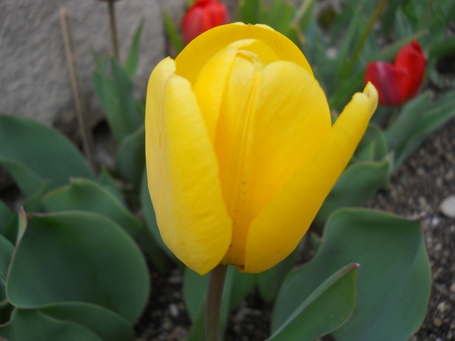 Name:  DSCN0217.JPG
Views: 1150
Size:  66.3 KB