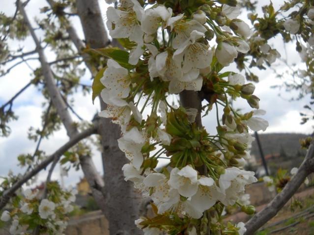 Name:  DSCN0207.jpg
Views: 1152
Size:  52.7 KB