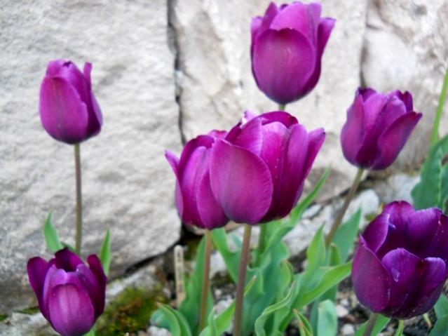 Name:  DSCN0247.jpg
Views: 1148
Size:  41.1 KB