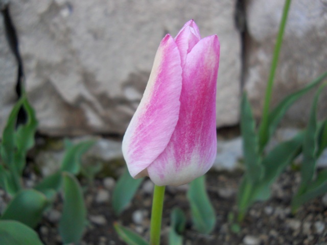 Name:  DSCN0248.JPG
Views: 1122
Size:  69.7 KB