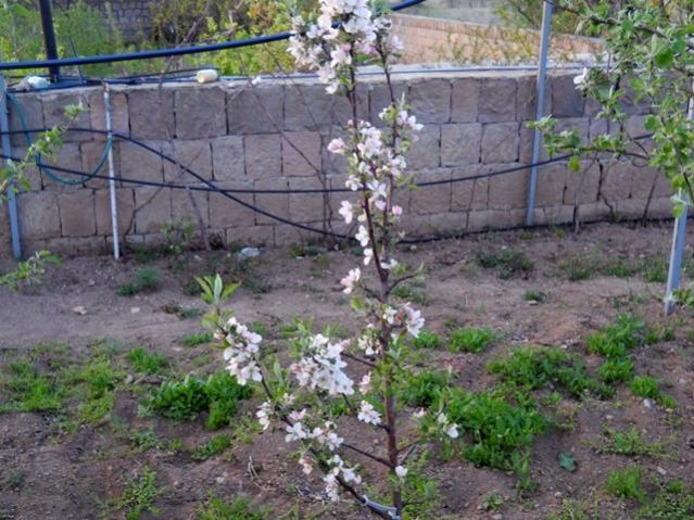 Name:  DSCN0267.jpg
Views: 1111
Size:  66.8 KB