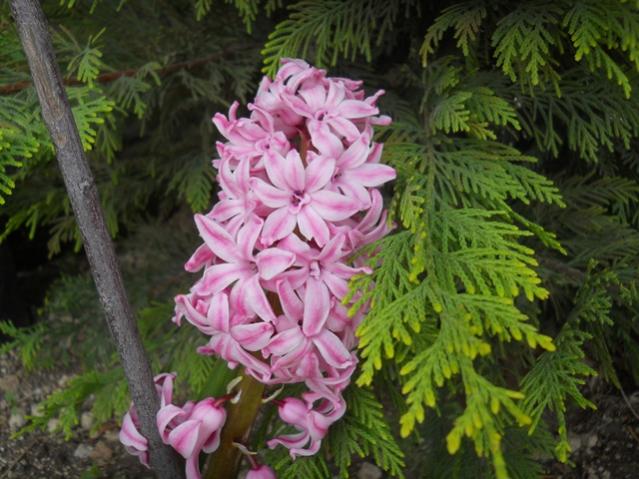 Name:  DSCN0274.jpg
Views: 1097
Size:  55.1 KB