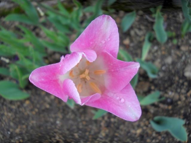 Name:  DSCN0277.jpg
Views: 1067
Size:  33.2 KB