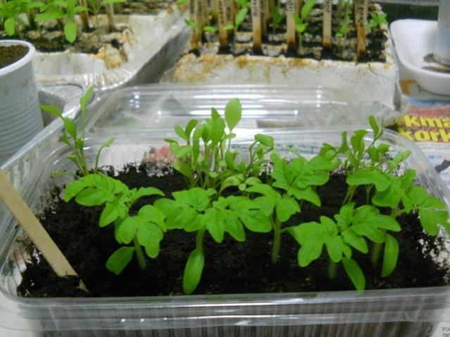 Name:  DSCN0289.jpg
Views: 1124
Size:  49.6 KB
