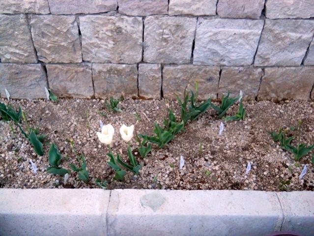 Name:  DSCN0299.jpg
Views: 1102
Size:  68.4 KB