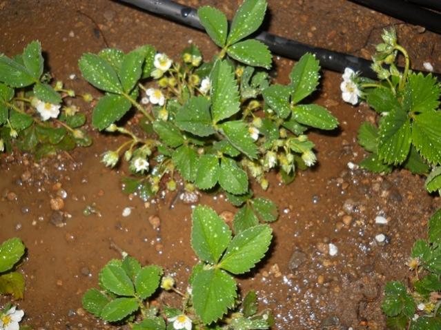 Name:  DSCN0328.jpg
Views: 875
Size:  63.2 KB