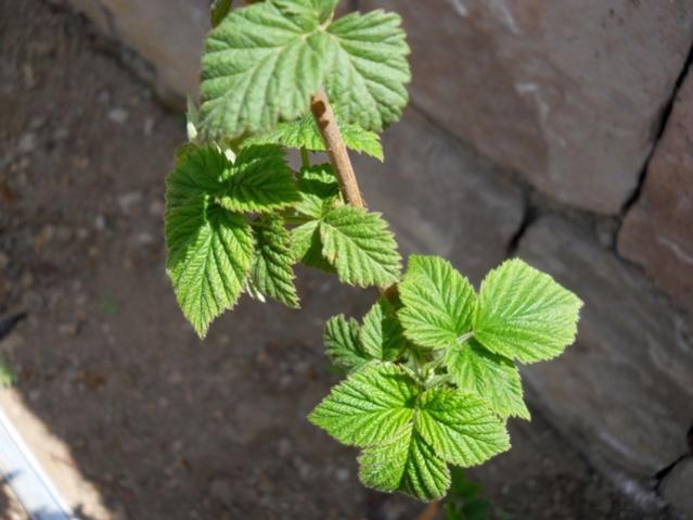 Name:  DSCN0334.jpg
Views: 1058
Size:  38.2 KB