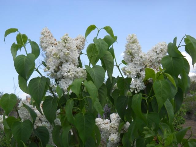 Name:  DSCN0338.jpg
Views: 1002
Size:  41.2 KB