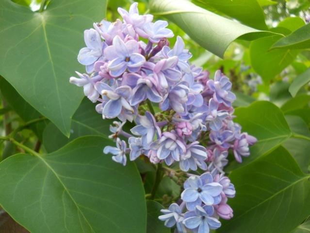 Name:  DSCN0343.jpg
Views: 1034
Size:  40.3 KB