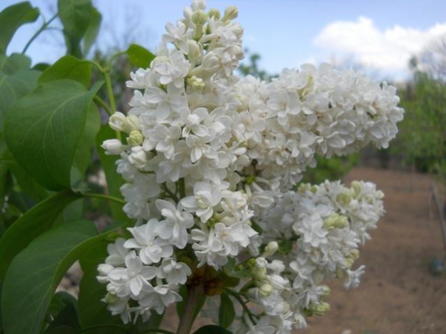Name:  DSCN0346.jpg
Views: 1065
Size:  37.9 KB
