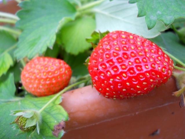 Name:  DSCN0463.jpg
Views: 1550
Size:  37.5 KB