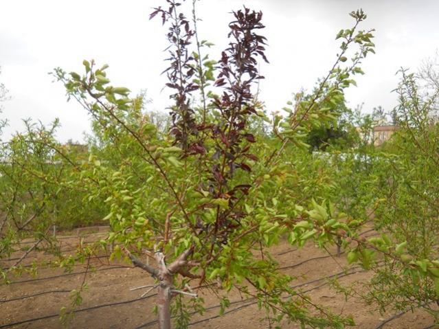 Name:  DSCN0581.jpg
Views: 2044
Size:  64.6 KB
