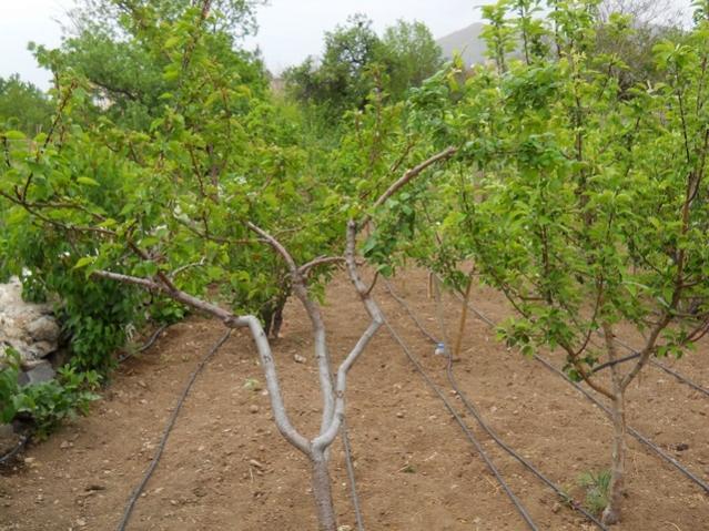 Name:  DSCN0598.jpg
Views: 1534
Size:  68.6 KB