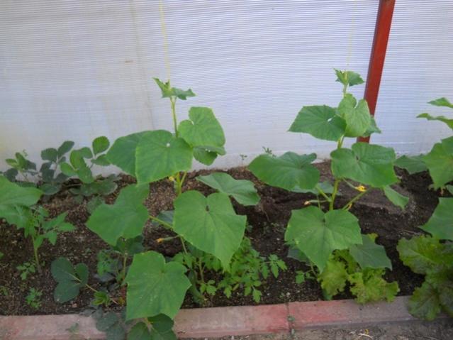 Name:  DSCN0668.jpg
Views: 1263
Size:  44.9 KB
