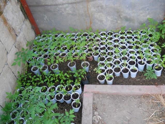Name:  DSCN0671.jpg
Views: 1115
Size:  66.4 KB