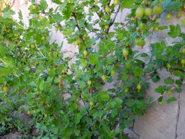 Name:  DSCN0742.jpg
Views: 2174
Size:  64.3 KB