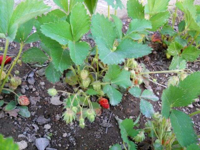 Name:  DSCN0746.jpg
Views: 2154
Size:  61.9 KB