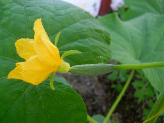 Name:  DSCN0762.jpg
Views: 2244
Size:  29.5 KB
