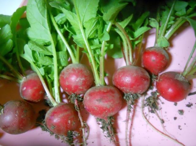 Name:  DSCN0770.jpg
Views: 2120
Size:  44.5 KB
