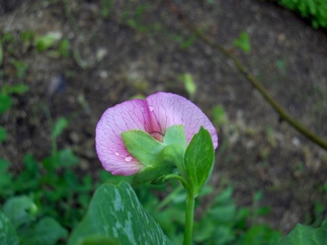 Name:  DSCN0845.jpg
Views: 1852
Size:  30.7 KB