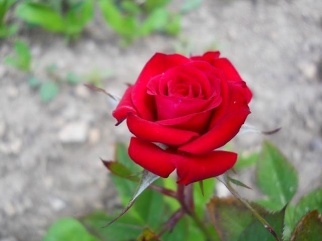 Name:  DSCN0897.jpg
Views: 1131
Size:  27.6 KB