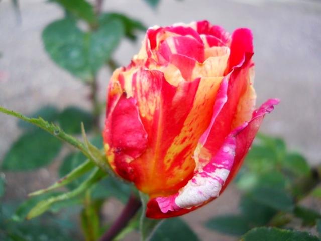 Name:  DSCN0965.jpg
Views: 895
Size:  32.4 KB