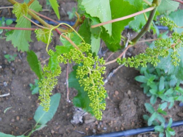 Name:  DSCN1023.jpg
Views: 775
Size:  50.3 KB