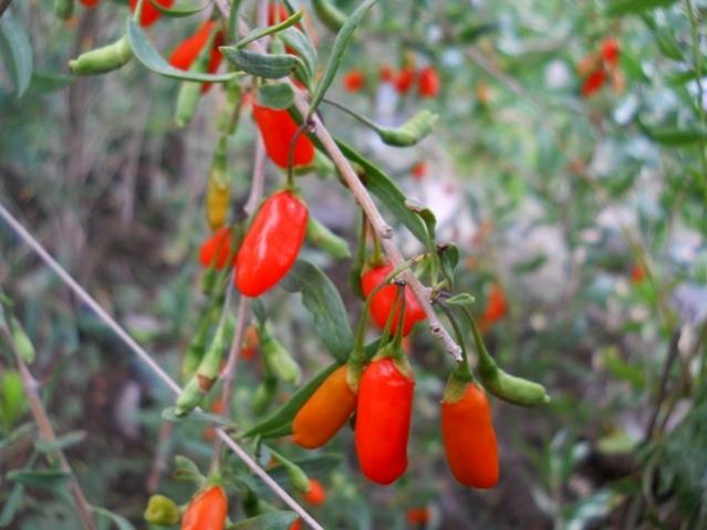 Name:  DSCN1077.jpg
Views: 1403
Size:  40.2 KB