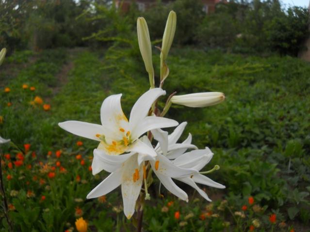 Name:  DSCN1154.jpg
Views: 1250
Size:  39.3 KB