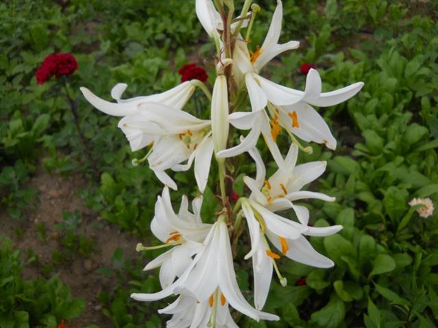 Name:  DSCN1153.jpg
Views: 1291
Size:  47.2 KB